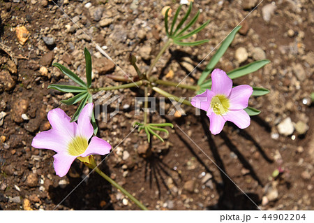 オキザリス・ペンタフィラ 44902204