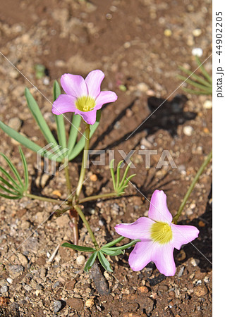 オキザリス・ペンタフィラ 44902205