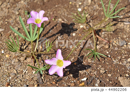 オキザリス・ペンタフィラ オキザリス・ペンタフィラ 44902206