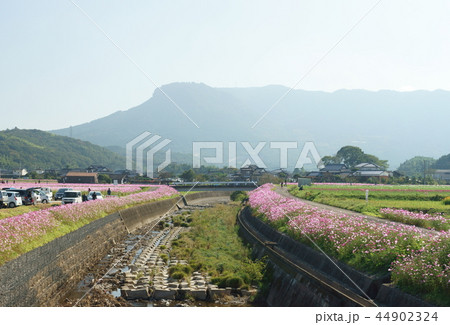 コスモスと川と八面山 44902324