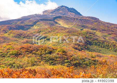 鳥海山　竜ヶ原湿原 44902398
