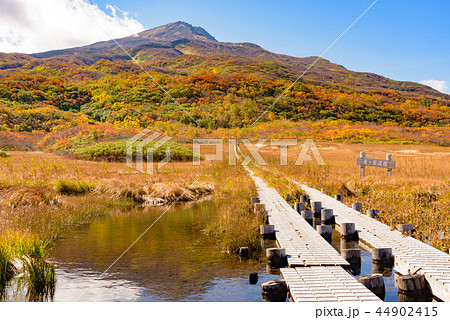 鳥海山 竜ヶ原湿原 鳥海山 竜ヶ原湿原 44902415