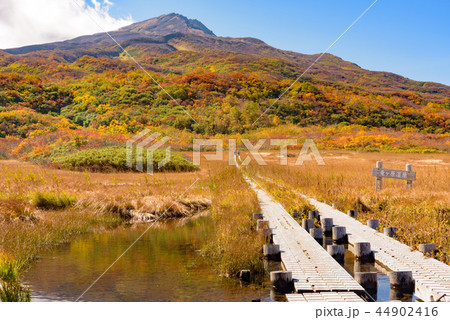 鳥海山 竜ヶ原湿原 鳥海山 竜ヶ原湿原 44902416