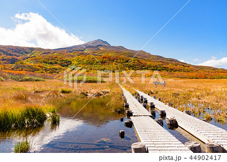 鳥海山 竜ヶ原湿原 鳥海山 竜ヶ原湿原 44902417