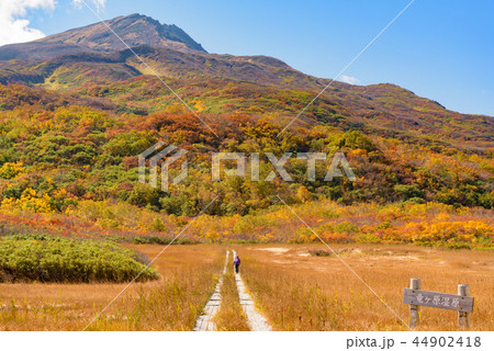 鳥海山　竜ヶ原湿原 44902418