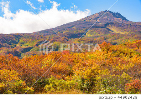 鳥海山　竜ヶ原湿原 44902428