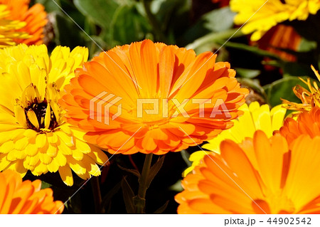三鷹中原に咲くオレンジのキンセンカ 三鷹中原に咲くオレンジのキンセンカ 44902542