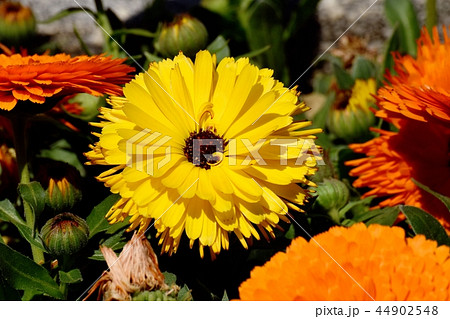 三鷹中原に咲く黄色いキンセンカ 44902548