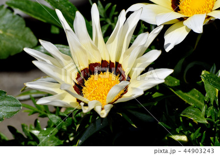 三鷹中原に咲くガザニア 三鷹中原に咲くガザニア 44903243