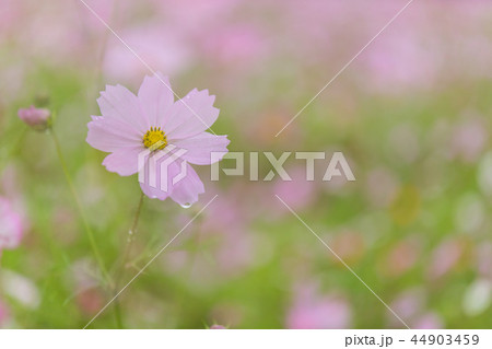 コスモス コスモス 44903459