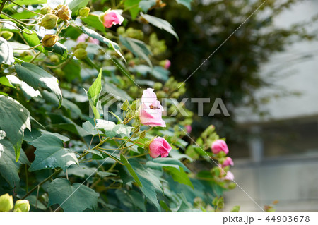 芙蓉の花・群生 芙蓉の花・群生 44903678