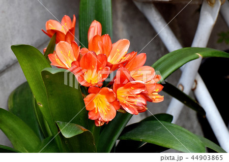 三鷹中原に咲くクンシラン 三鷹中原に咲くクンシラン 44903865