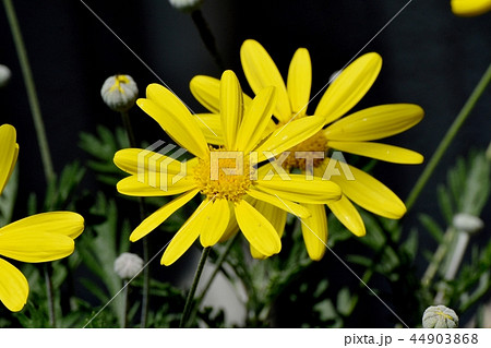 三鷹中原に咲くコレオプシス 三鷹中原に咲くコレオプシス 44903868