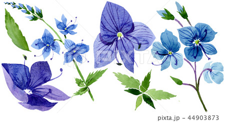 Watercolor blue Veronica flower. Floral botanical flower. Isolated illustration element. 44903873