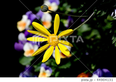 三鷹中原に咲くコレオプシス 44904131