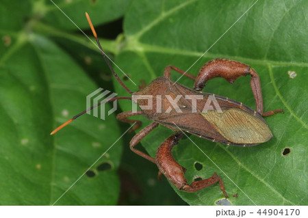 生き物　昆虫　アシブトヘリカメムシ、巨大な太腿のオス。大きさは三センチほどで割と赤っぽい色の個体② 44904170