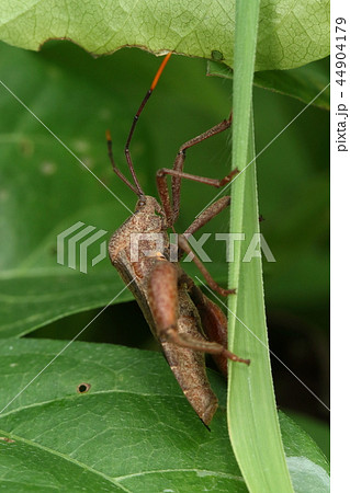 生き物　昆虫　アシブトヘリカメムシ、巨大な太腿のオス。大きさは三センチほどで割と赤っぽい色の個体① 44904179