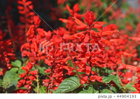 サルビア・スプレンデンス 44904193