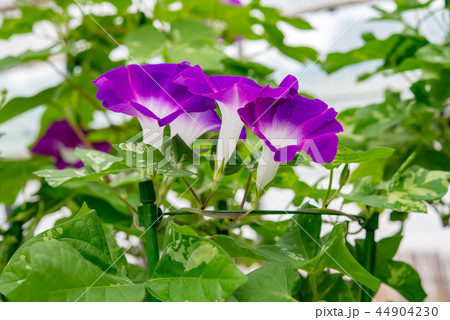 アサガオ536 44904230