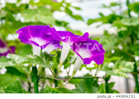 アサガオ537 44904231