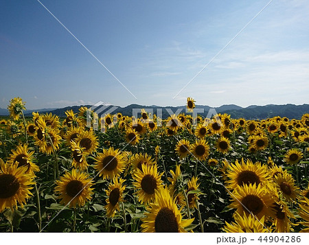 ヒマワリがいっぱい！ 44904286