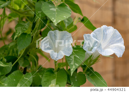 アサガオ543 44904321