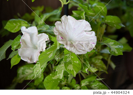アサガオ546 44904324