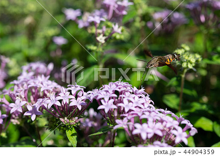 ペンタスの花の蜜を吸うホウジャク ペンタスの花の蜜を吸うホウジャク 44904359