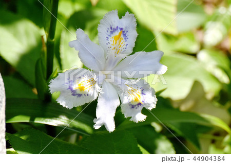 三鷹中原に咲くシャガ 44904384