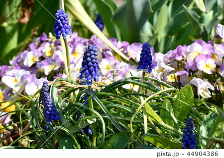 三鷹中原に咲くムスカリ 三鷹中原に咲くムスカリ 44904386