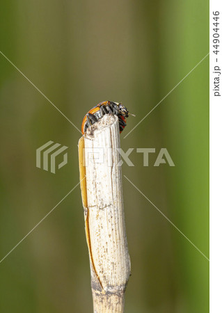 ナナホシテントウ ナナホシテントウ 44904446