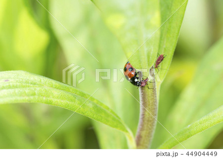 ナナホシテントウ 44904449