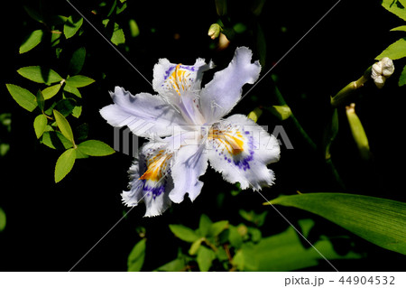 三鷹中原に咲くシャガ 三鷹中原に咲くシャガ 44904532