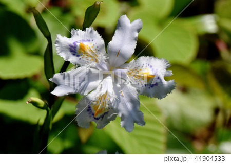 三鷹中原に咲くシャガ 三鷹中原に咲くシャガ 44904533