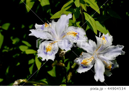 三鷹中原に咲くシャガ 44904534