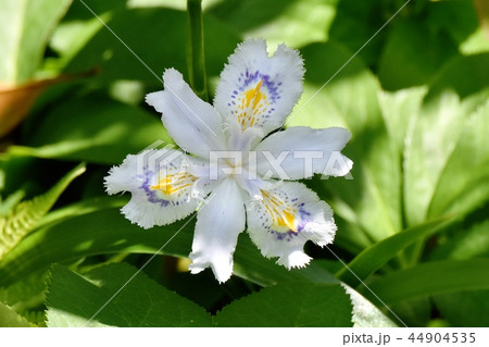 三鷹中原に咲くシャガ 三鷹中原に咲くシャガ 44904535