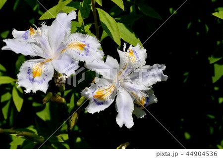 三鷹中原に咲くシャガ 44904536