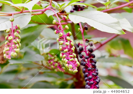 三鷹中原になるヨウシュヤマゴボウ 44904652