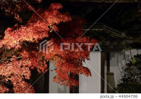紅葉ライトアップ 紅葉ライトアップ 44904706