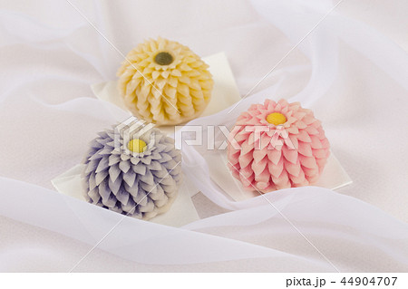 はさみ菊 はさみ菊 44904707