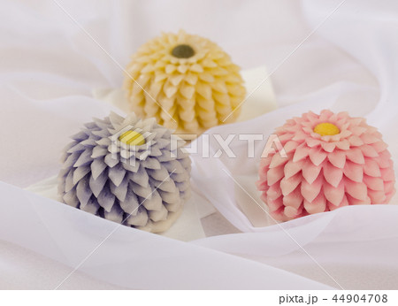 はさみ菊 はさみ菊 44904708