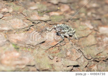 ウバタマムシ 44904730