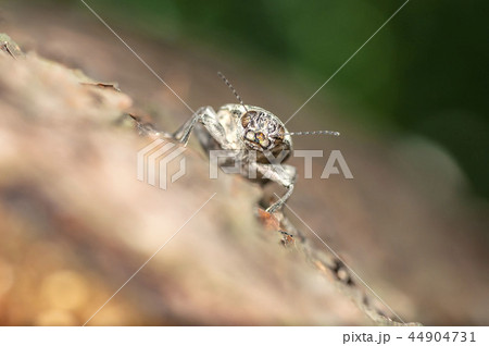 ウバタマムシ 44904731