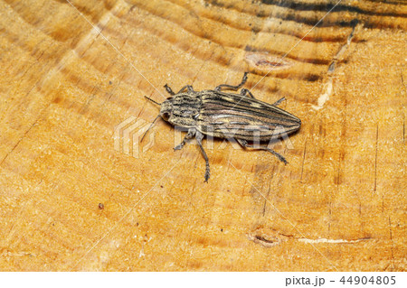 ウバタマムシ 44904805