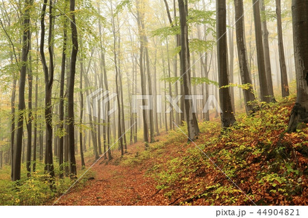 Path through an autumn beech forest Path through an autumn beech forest 44904821