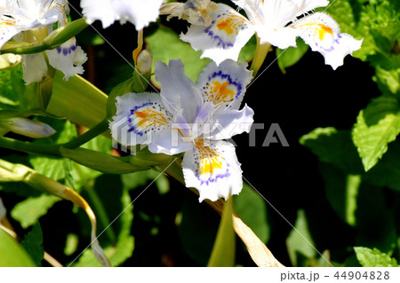 三鷹中原に咲くシャガ 44904828