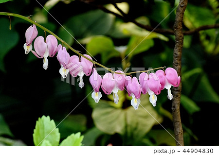 三鷹中原に咲くケマンソウ(タイツリソウ) 三鷹中原に咲くケマンソウ(タイツリソウ) 44904830