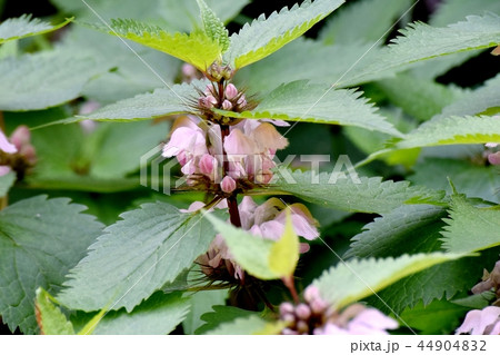 三鷹中原に咲くオドリコソウ 三鷹中原に咲くオドリコソウ 44904832