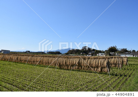 収穫 茅ヶ崎 里の秋 収穫 茅ヶ崎 里の秋 44904891