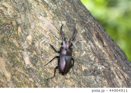 ノコギリクワガタ 44904911